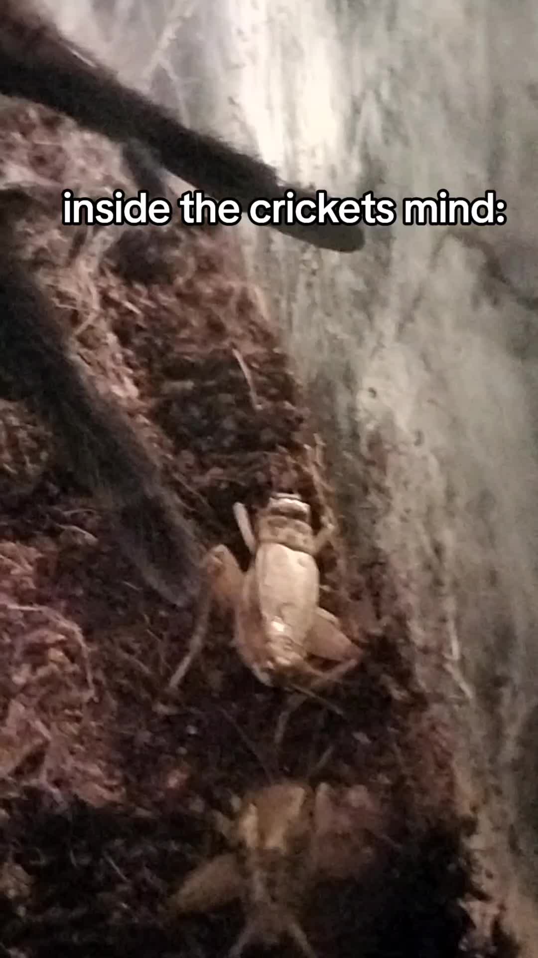 @Bestiesbeasties
