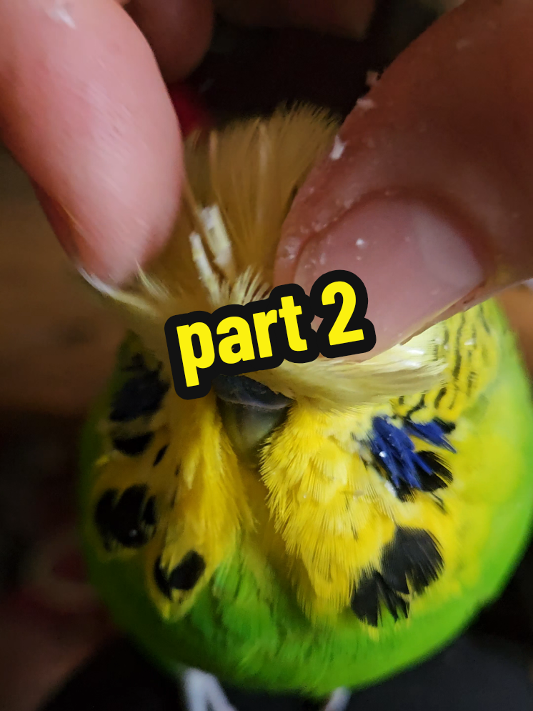 @Run Slow-Mo Charlie🦜