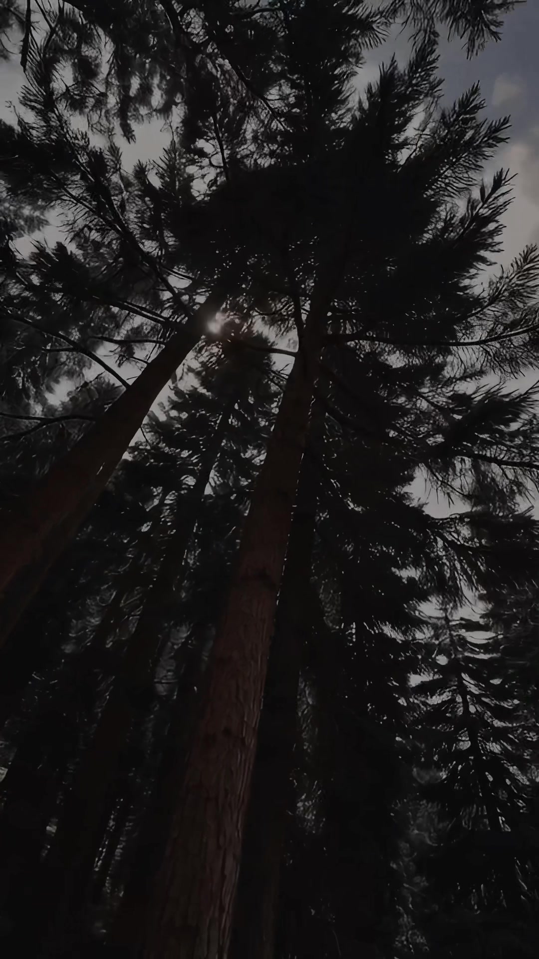 @TOAD FORGE