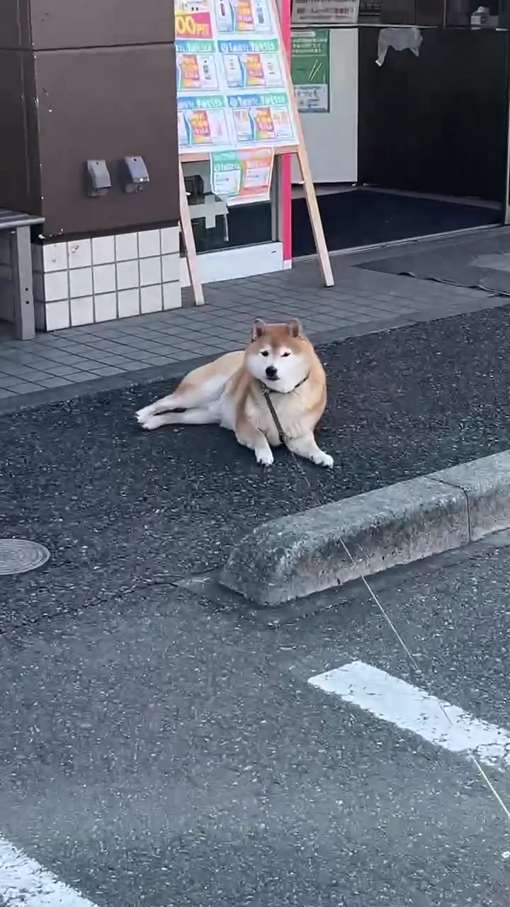 @柴犬とんこつ