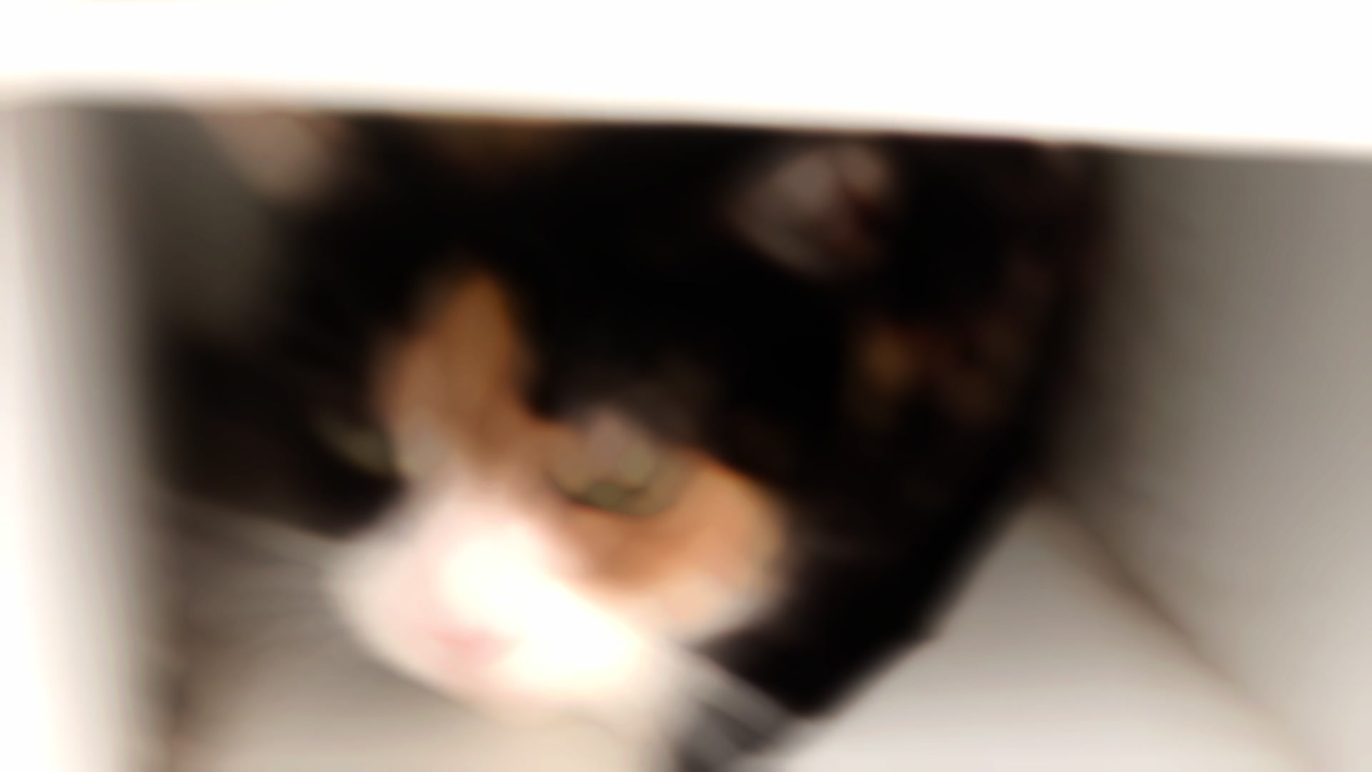 @CleoCleoCat