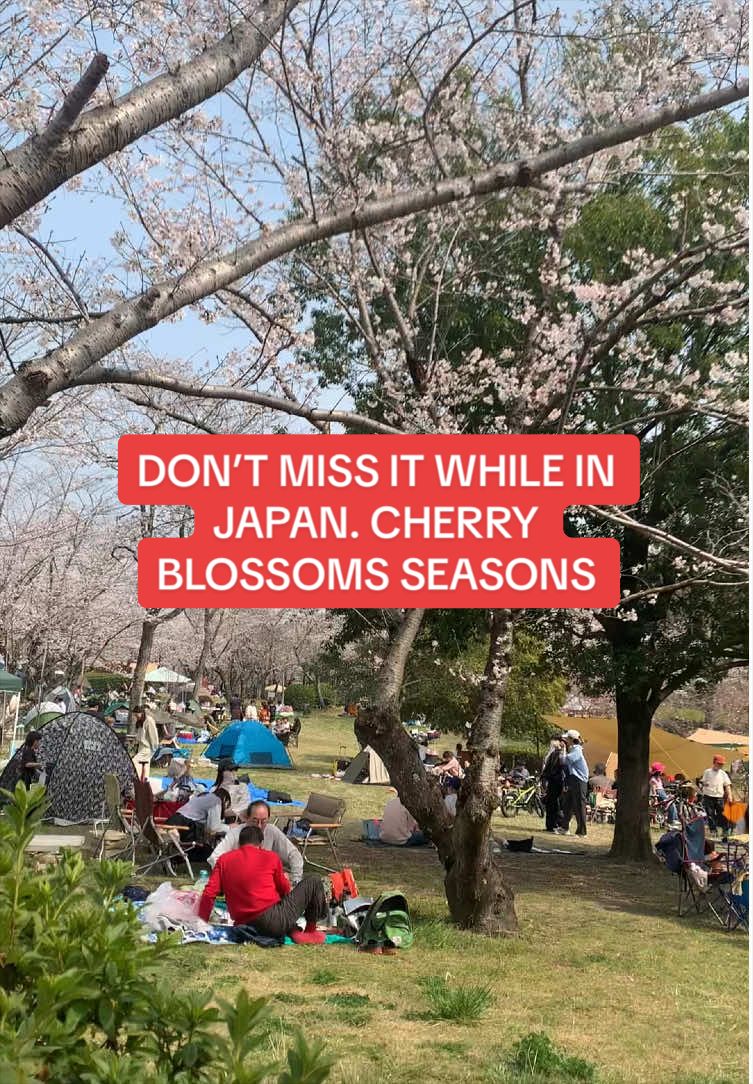 @Papa in Japan