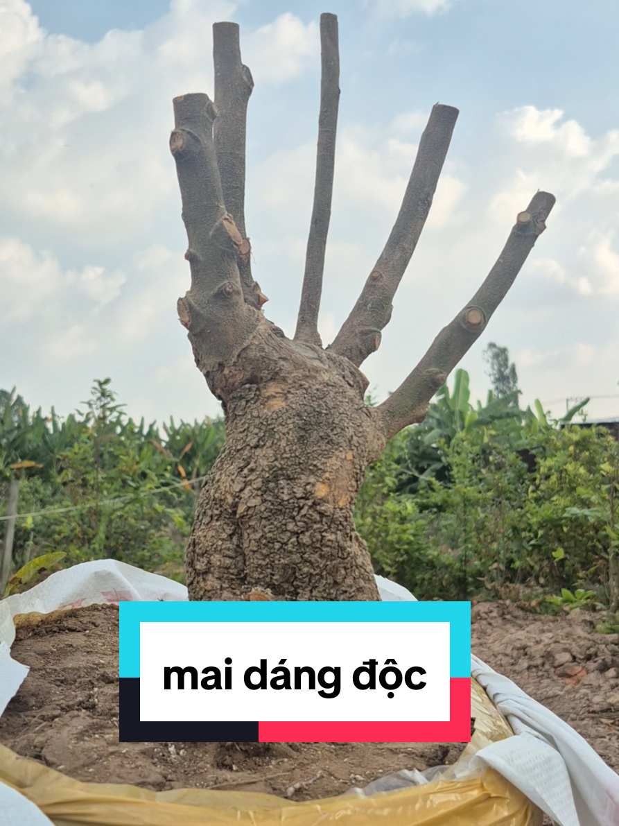 @Văn Long
