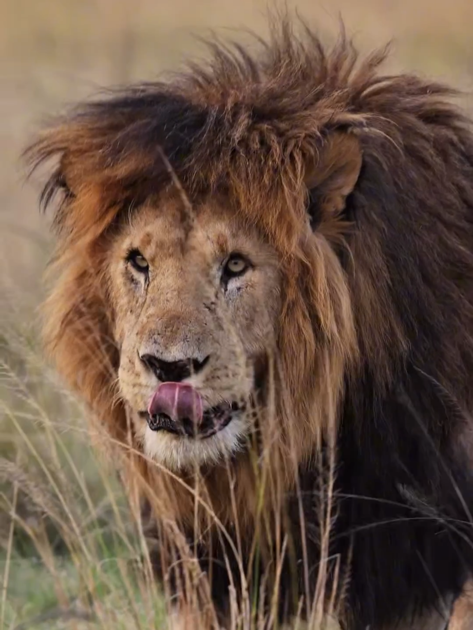@Lion Sightings