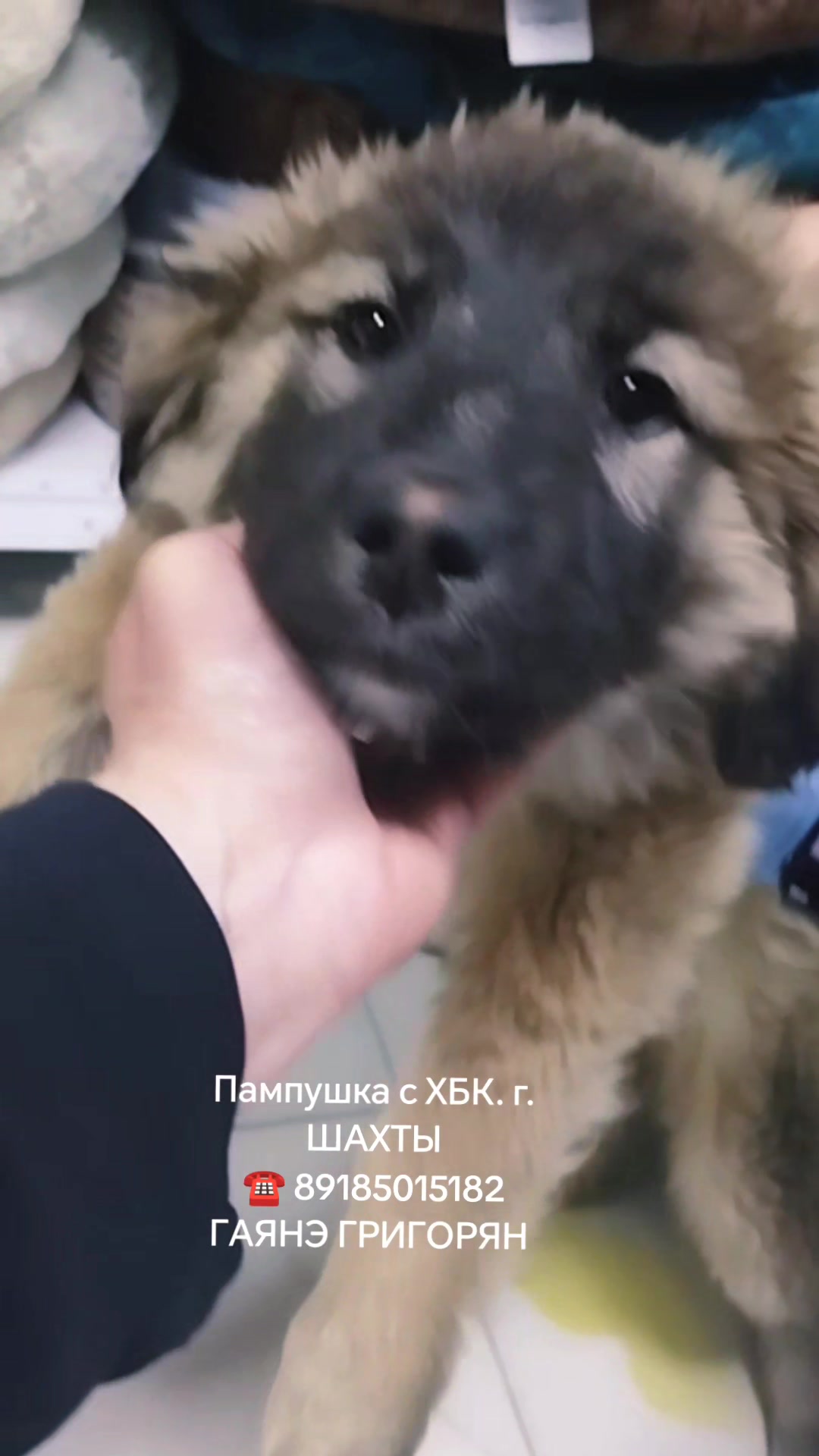 @Гаянэ Григорян