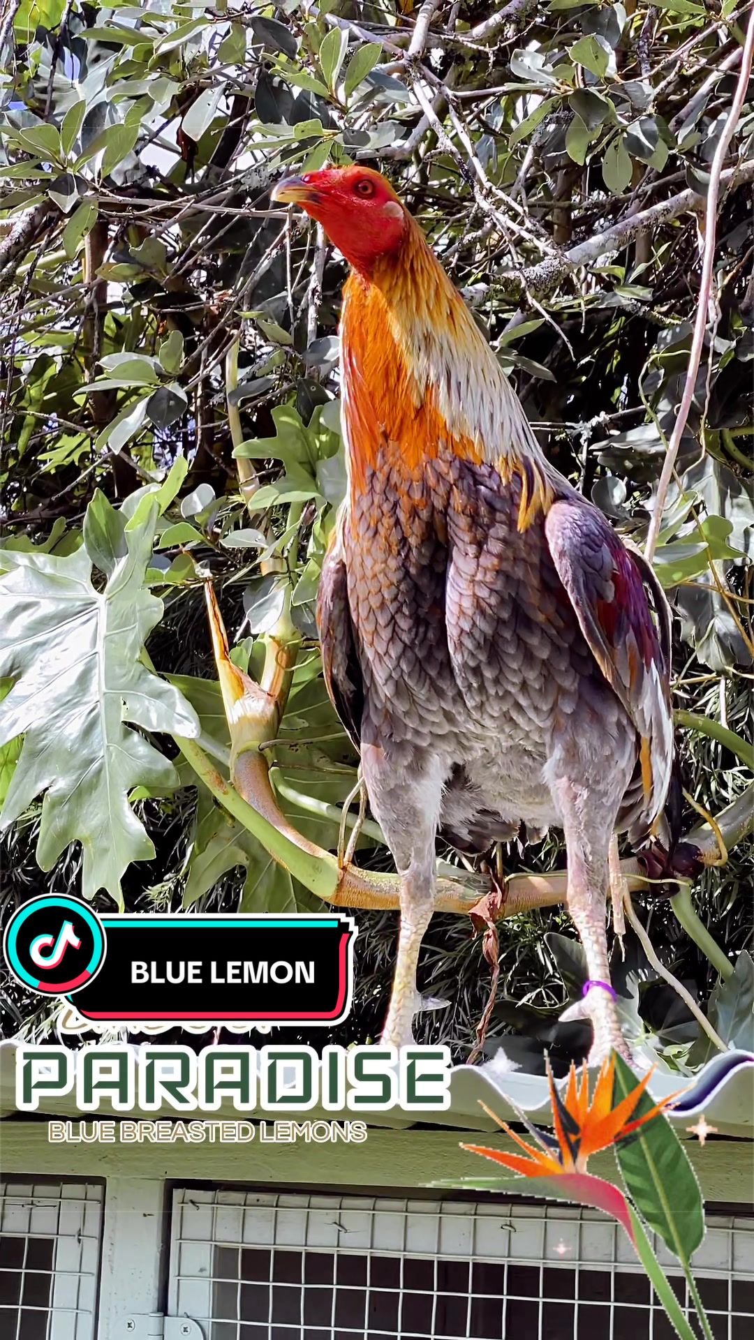 @Birds of Paradise Gamefarm
