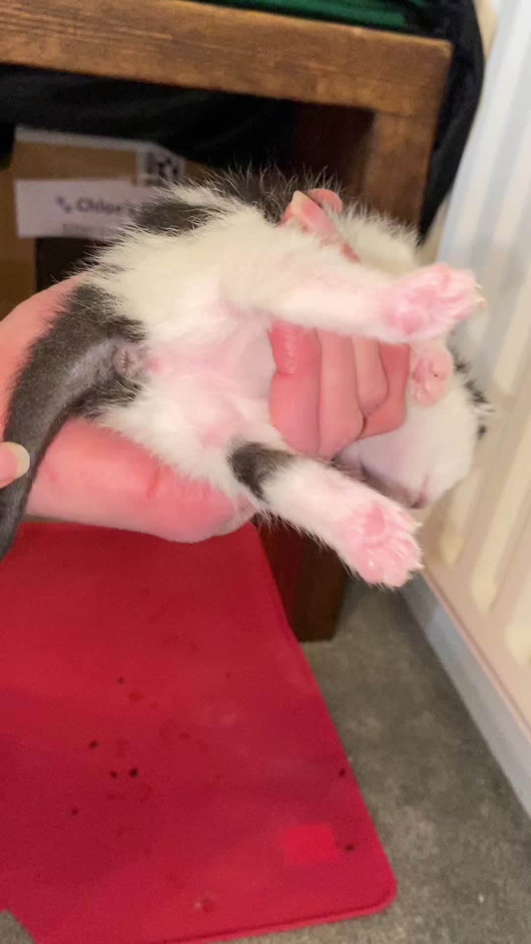@Chloe Cat