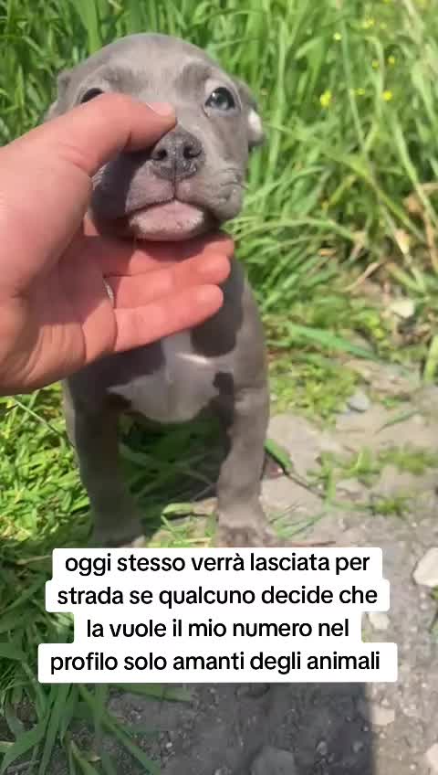 @⚠️ IL RE DEI BULLY ⚠️