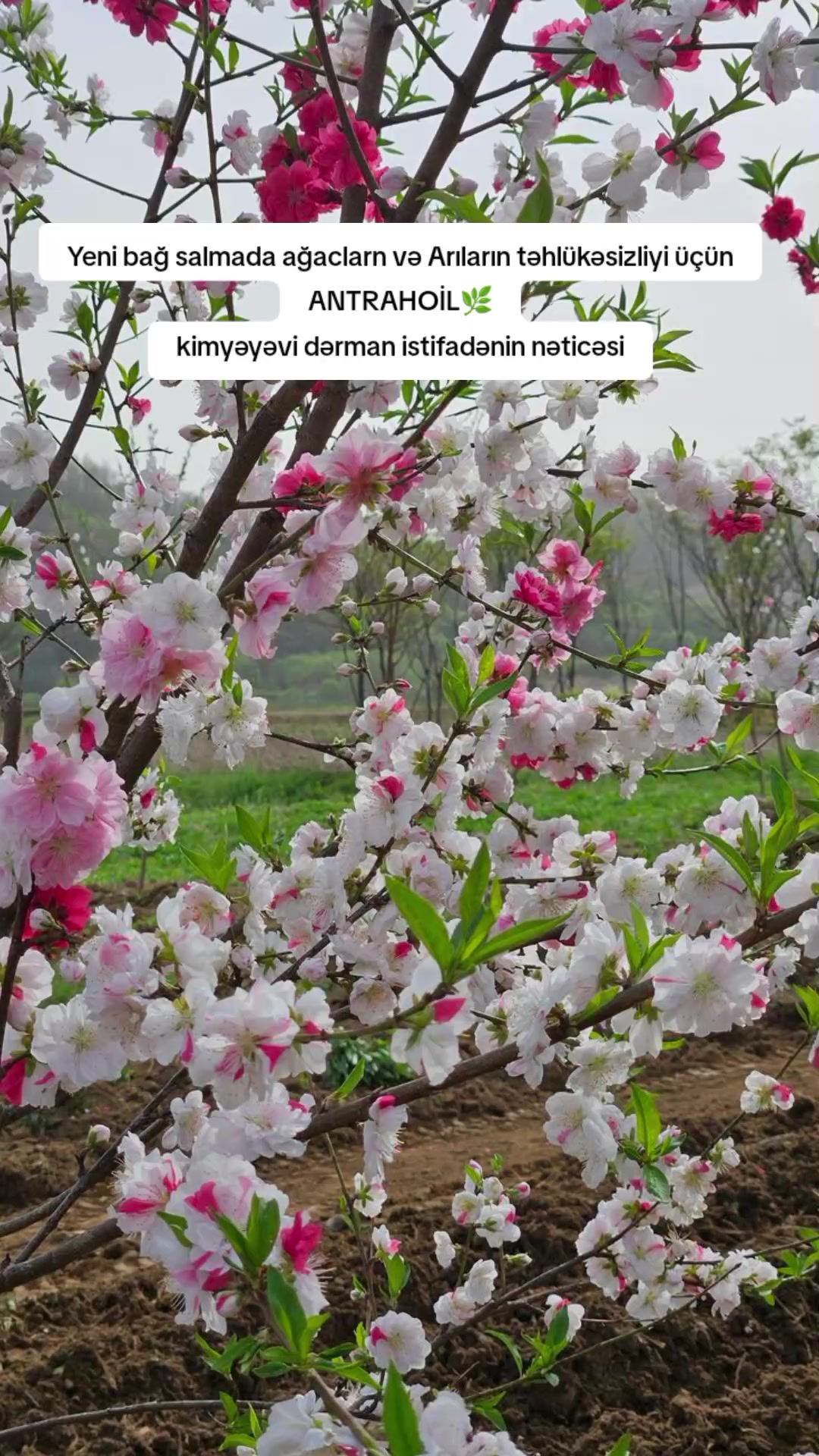 @Seyid oglu
