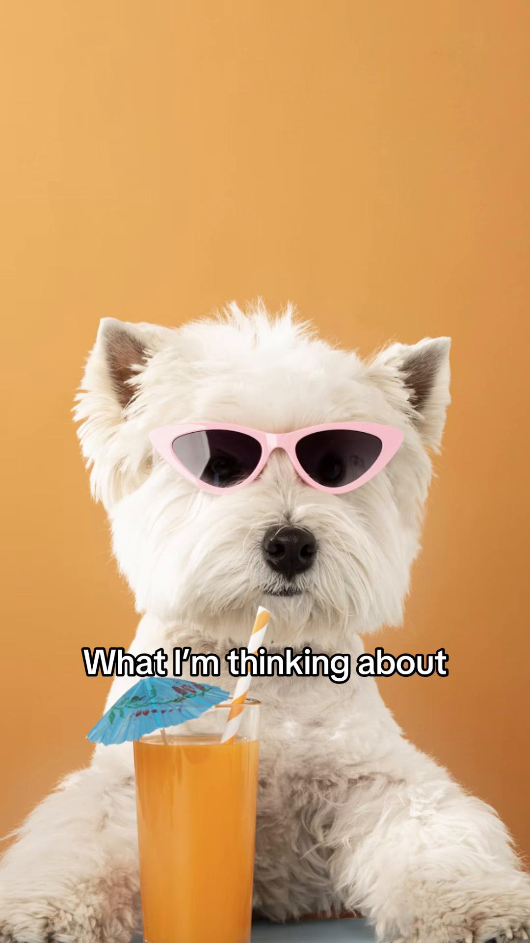 @Groomer’s Choice Pet Products