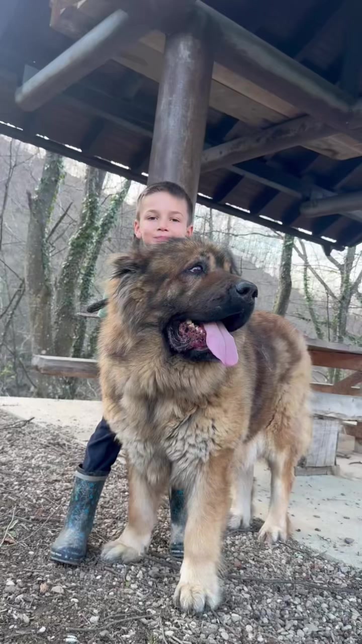 @Caucasian Shepheard Dogs