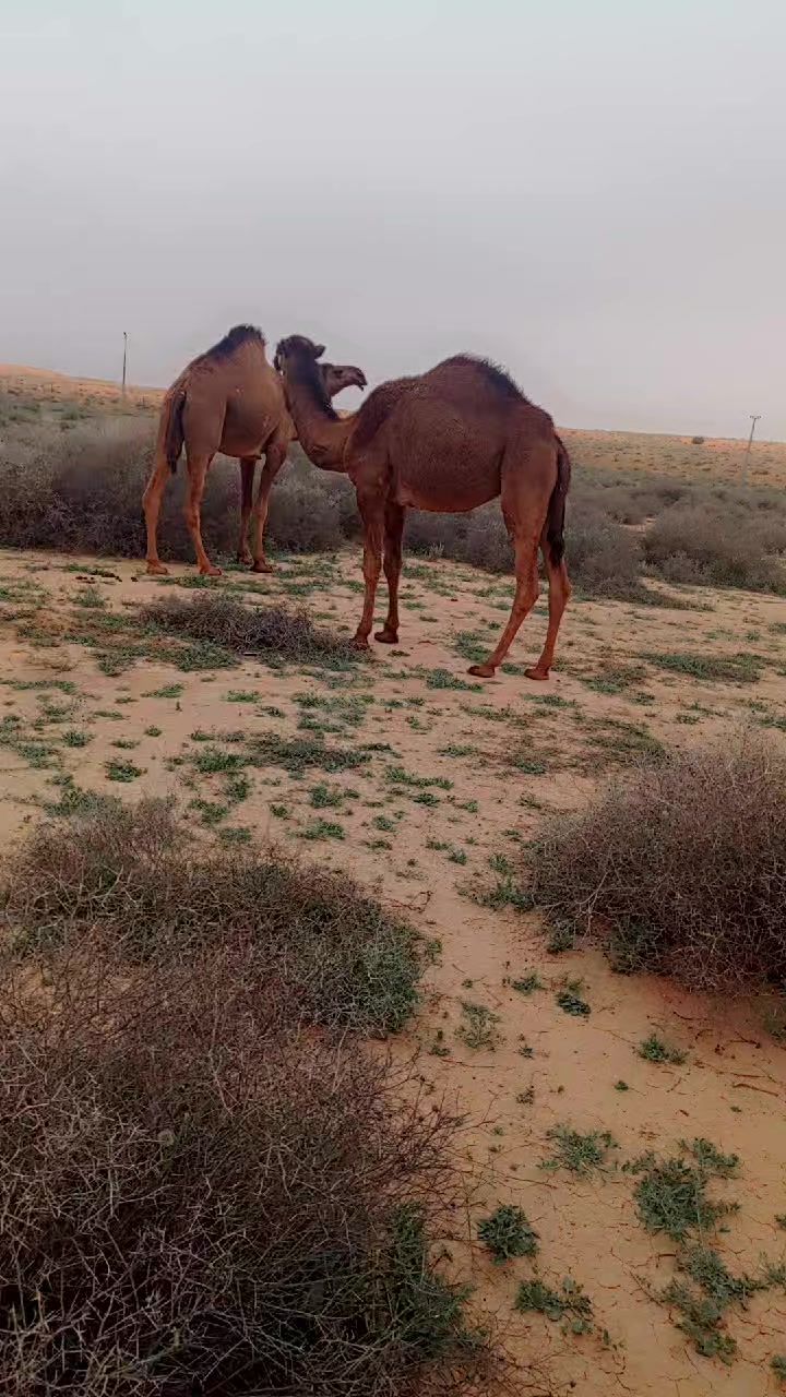 @Habibtii🇸🇦