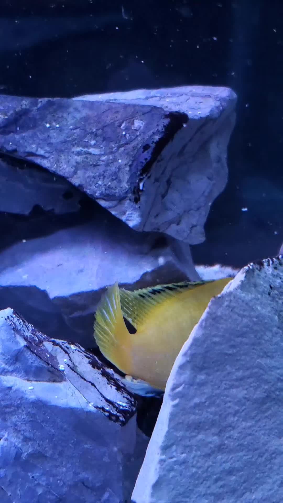 @Dave's Aquatics