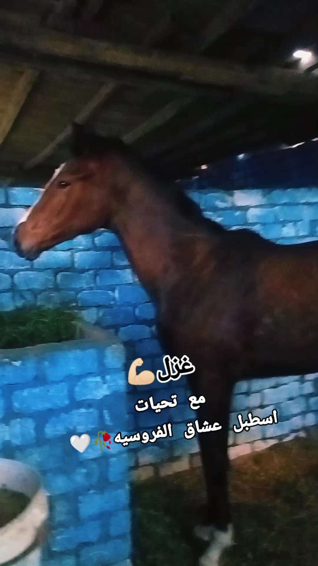@چياب الاصايل
