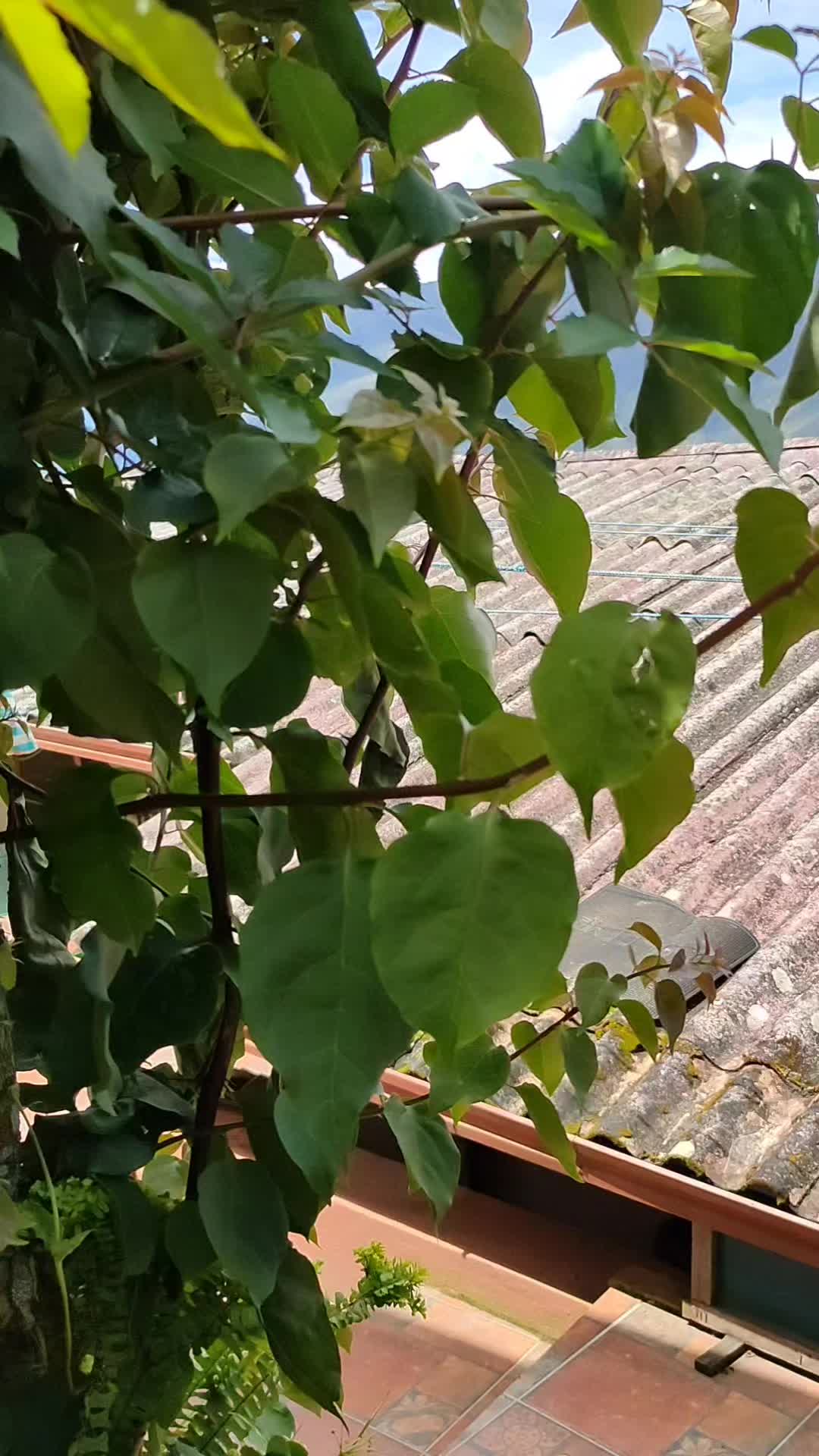 @Javieritos