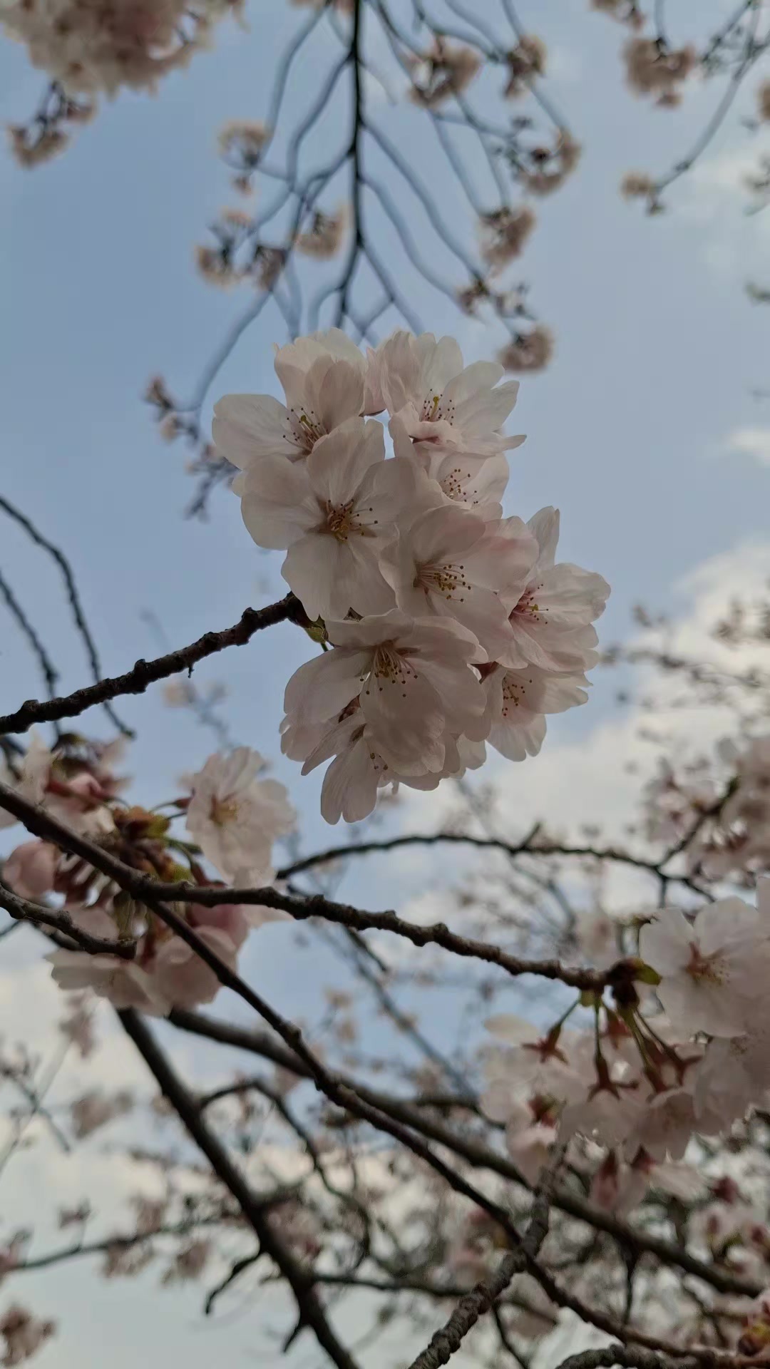 @☆.CᵣᵢZₑₗₗ.☆
