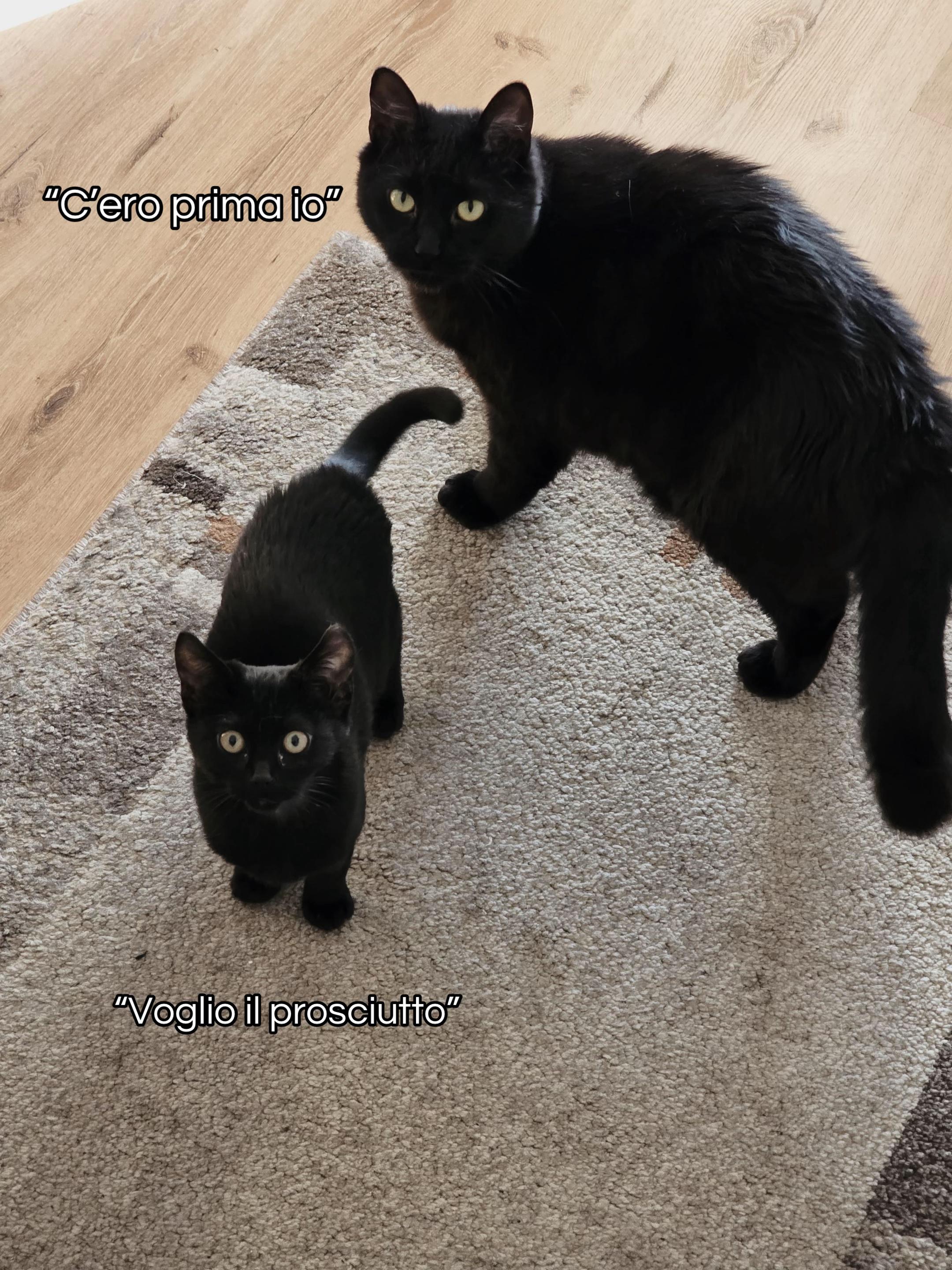 @Giada🐈&zwj;⬛🖤