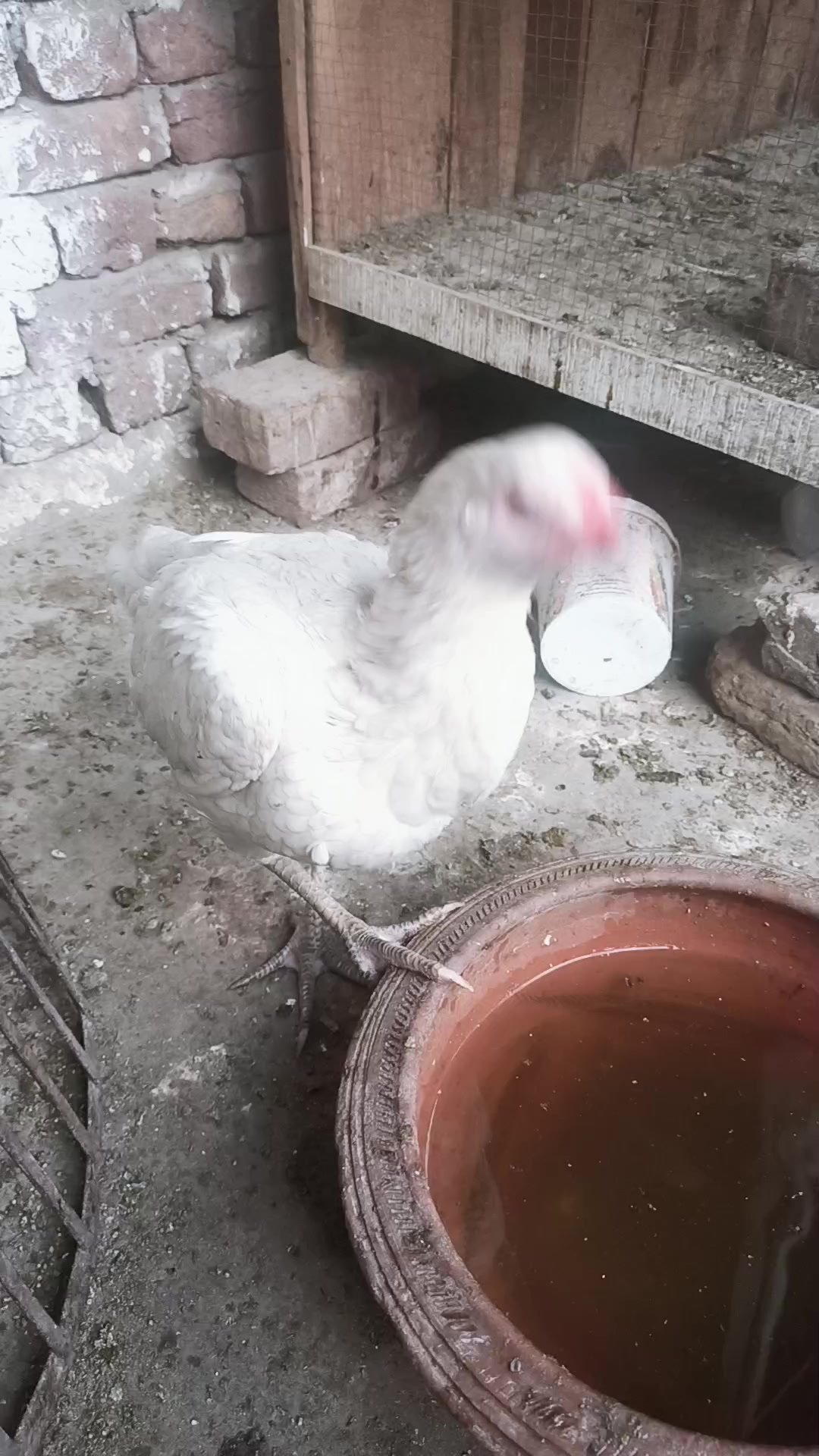 @𓃮