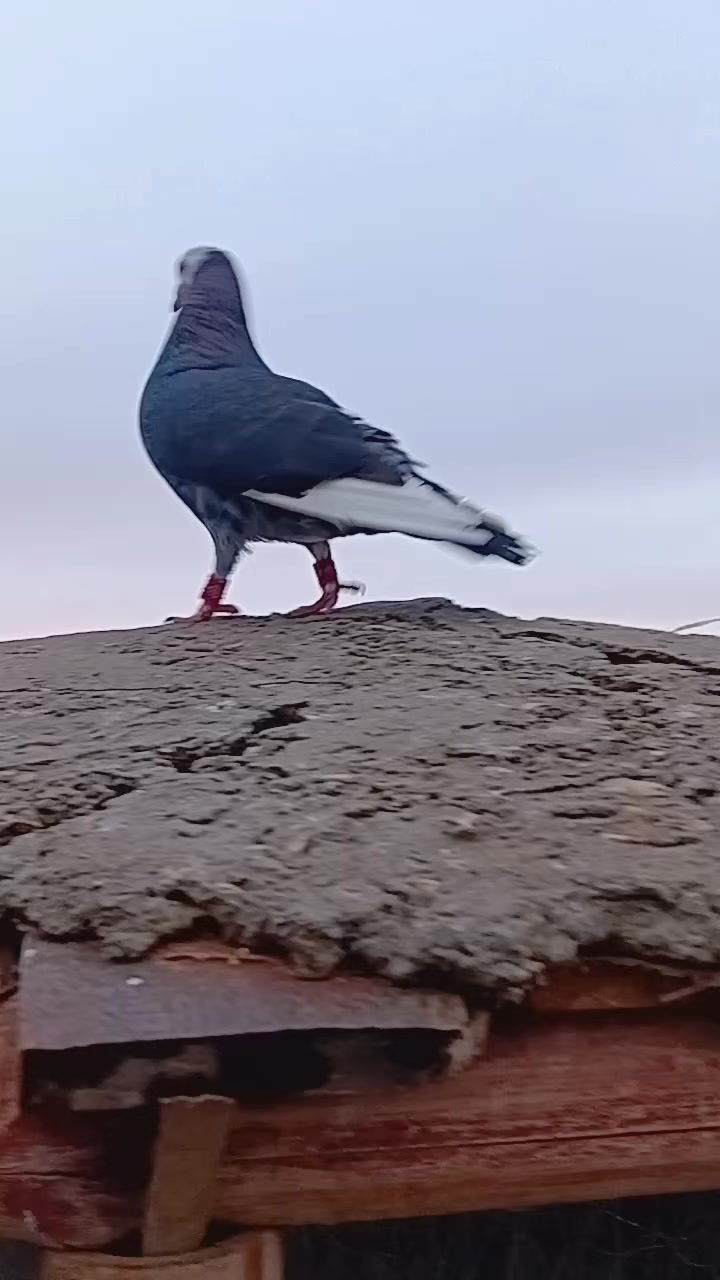 @Aleehaider990