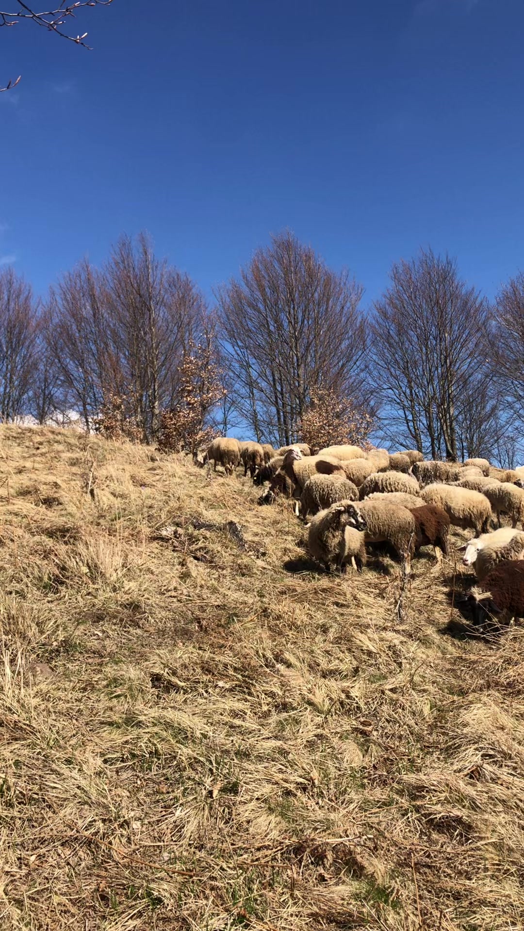 @Blektoria_Deda🐑🐑🏔️🏔️
