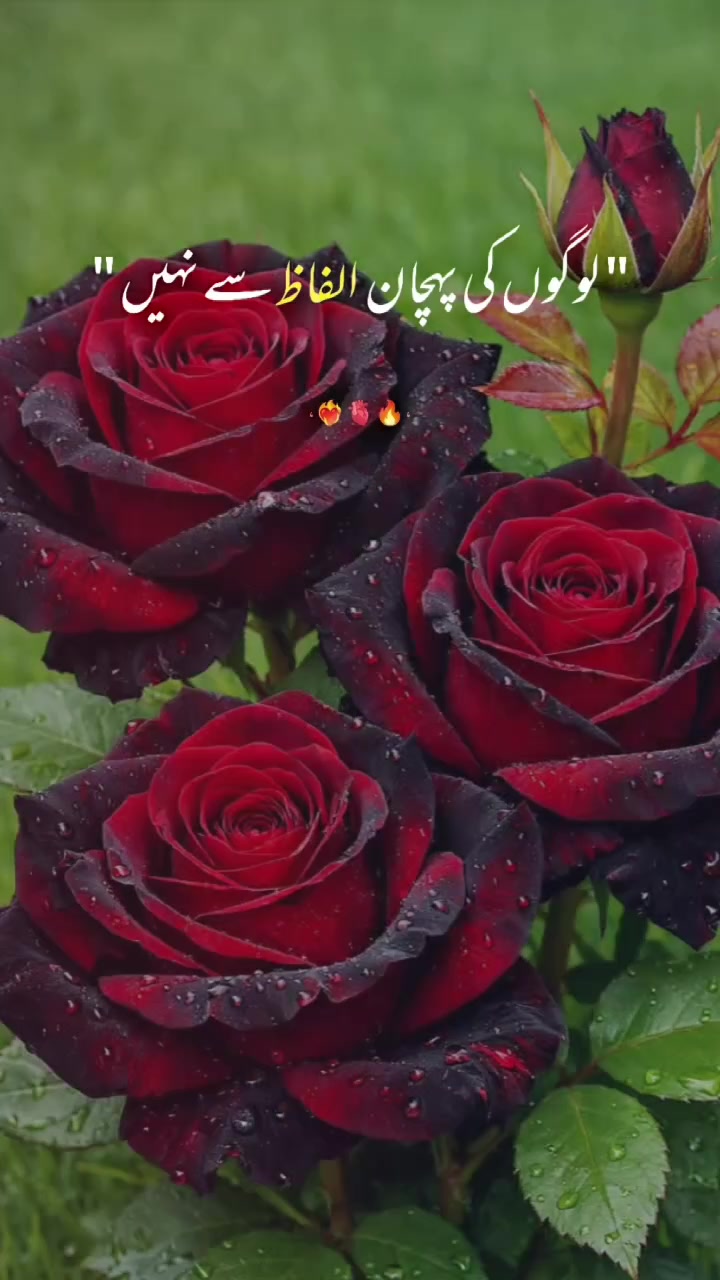 @Sahar Noor