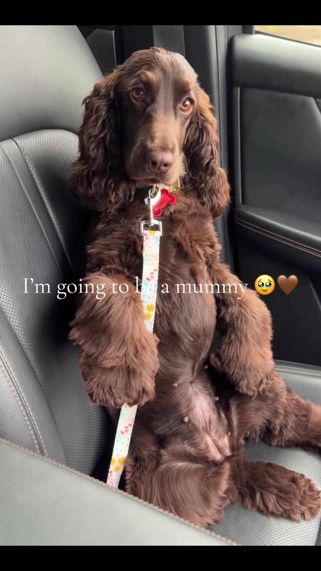 @Honey_The_Show_Cocker 🤎🐾🤎