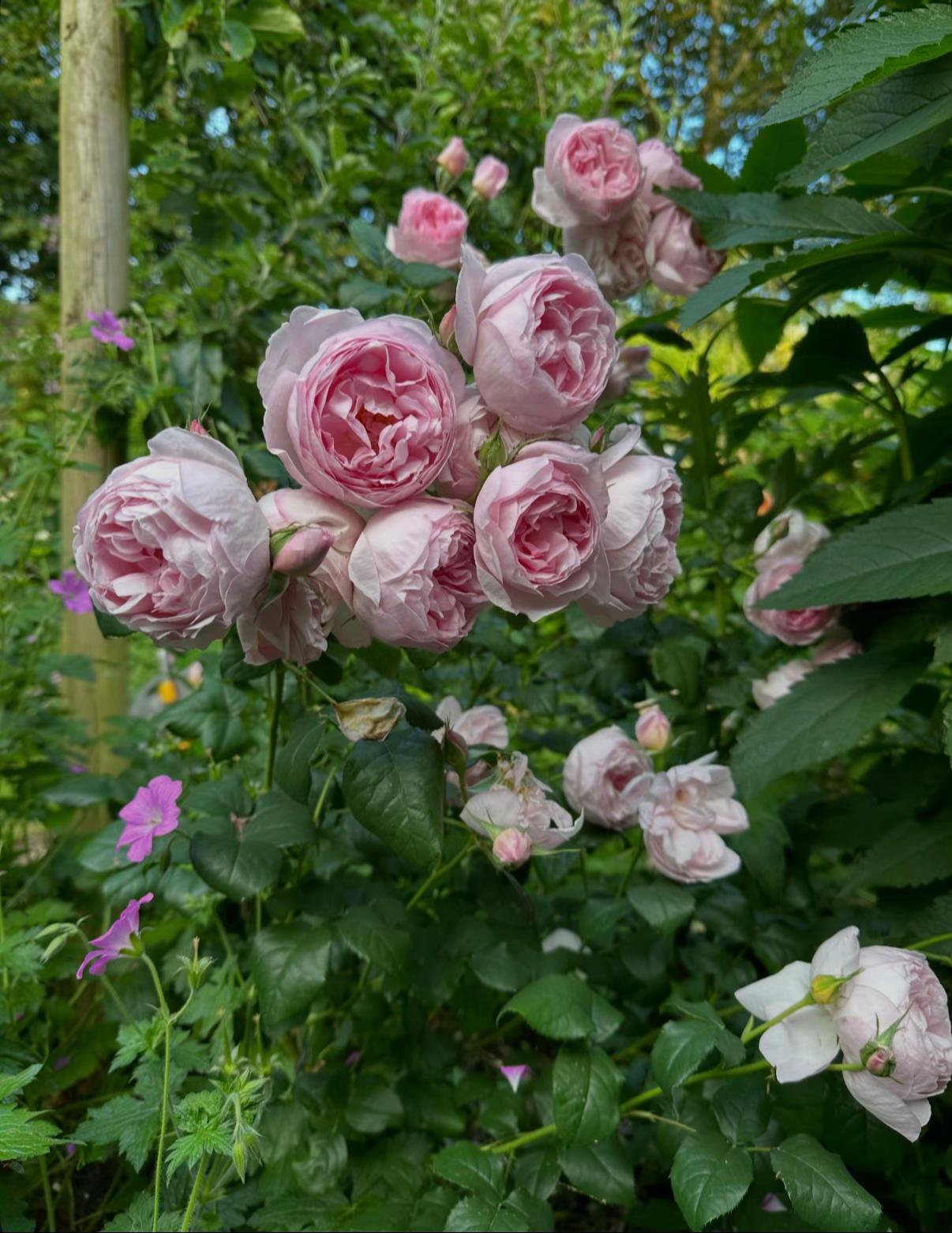 @#gardenerben