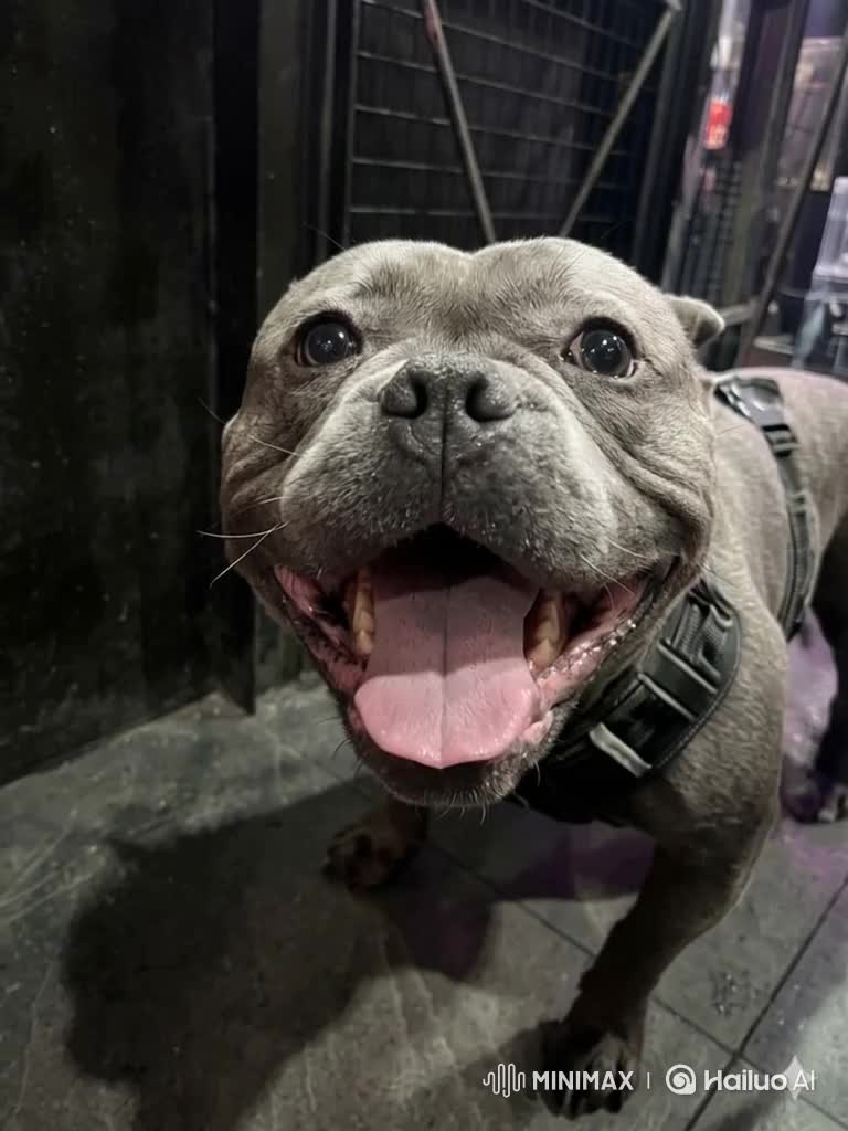 @Tyson am&eacute;ricain bully🔥🐶