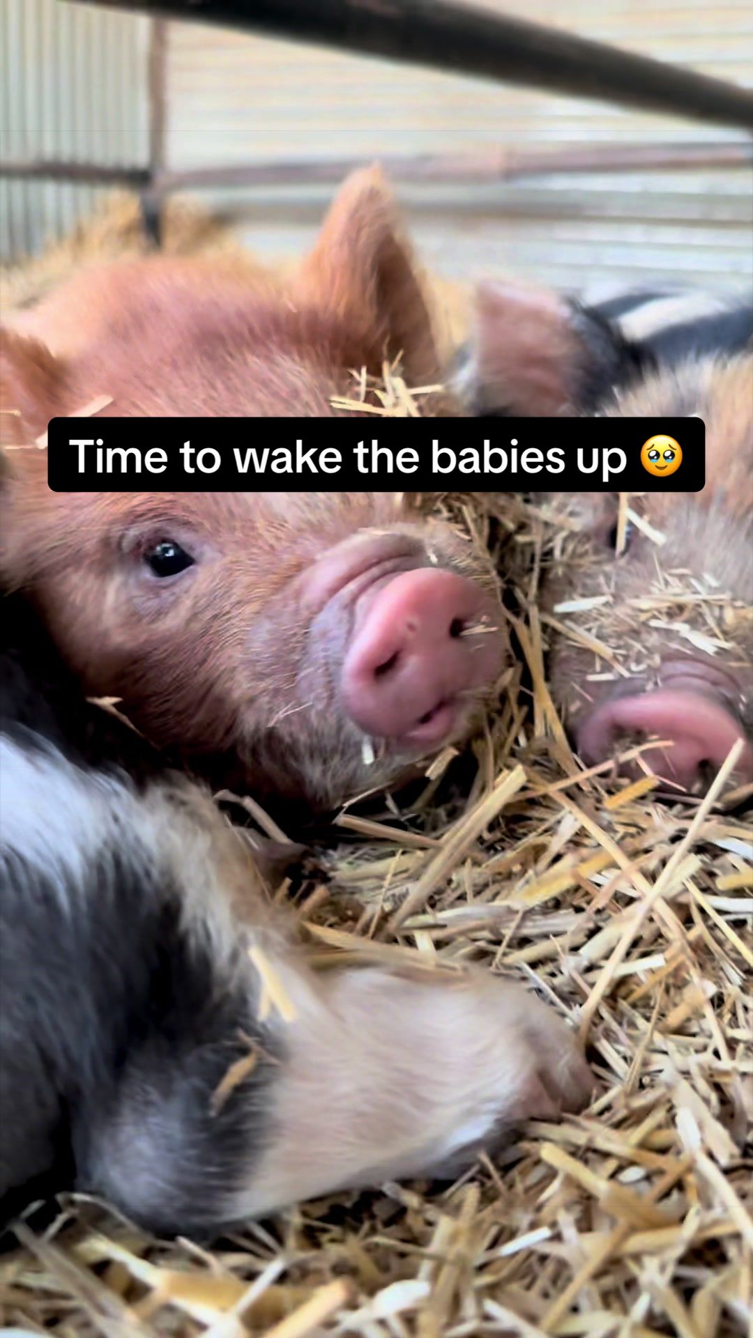 @prairiepiglets