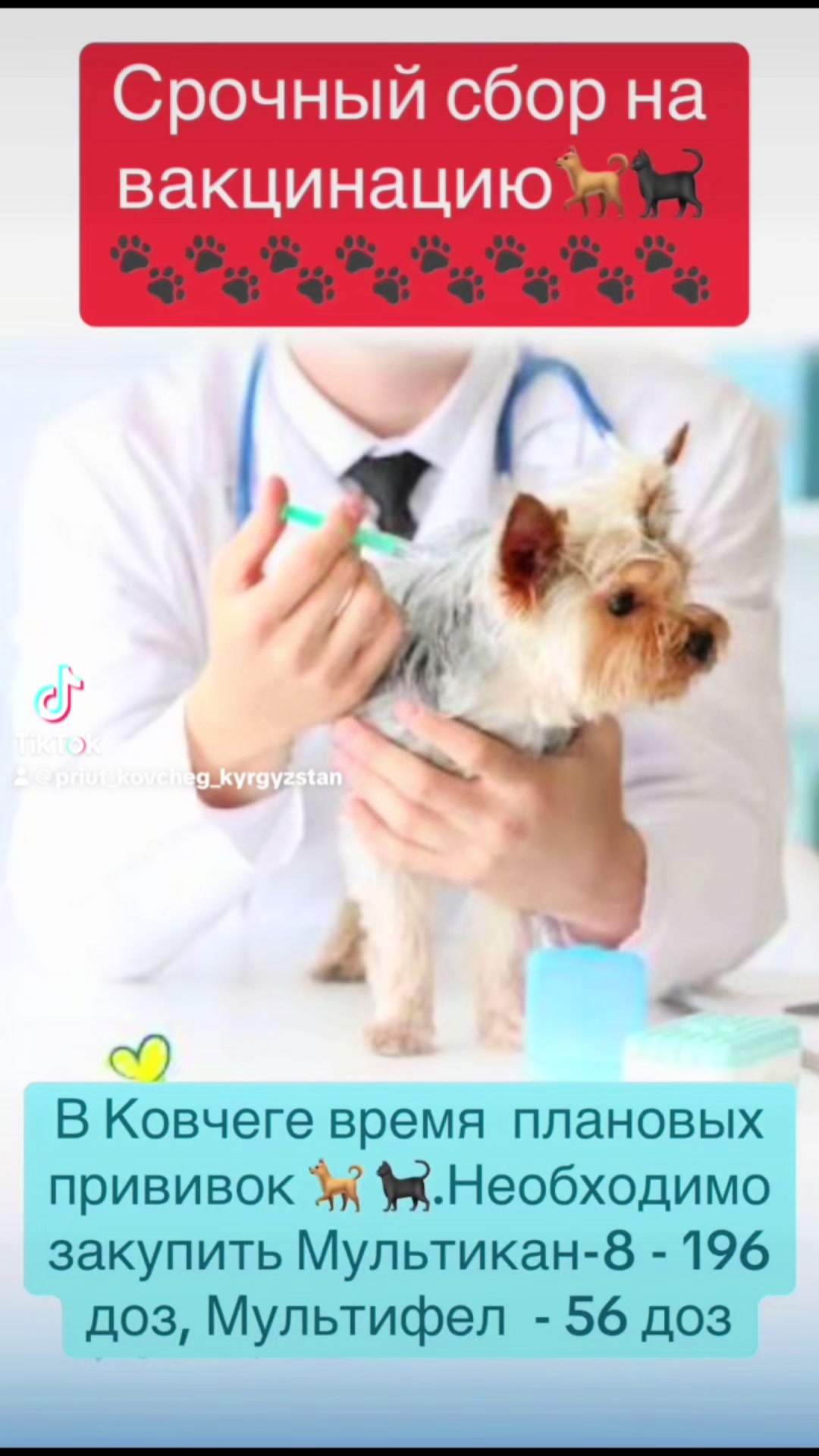 @Приют Ковчег Кыргызстан
