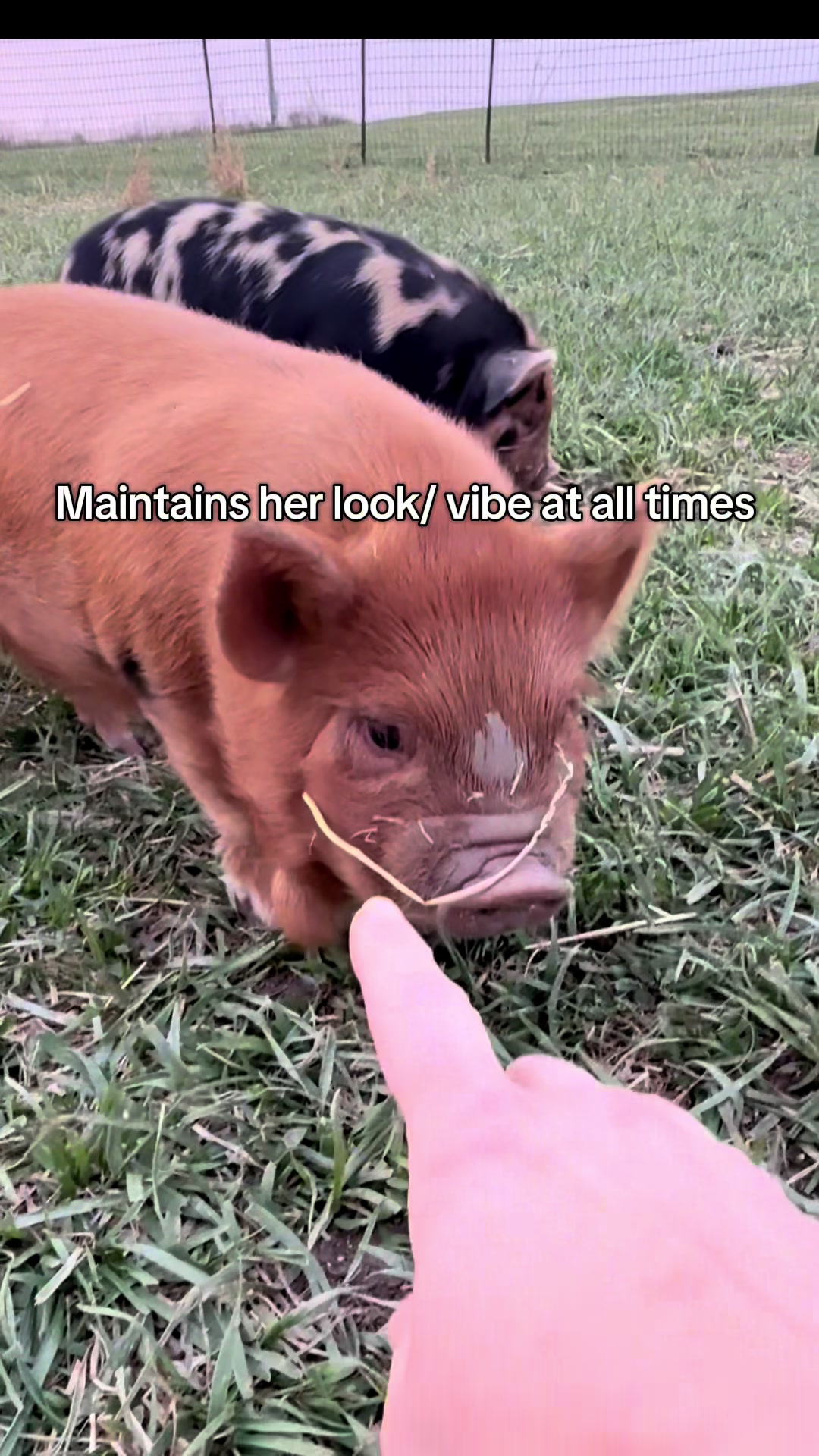 @prairiepiglets