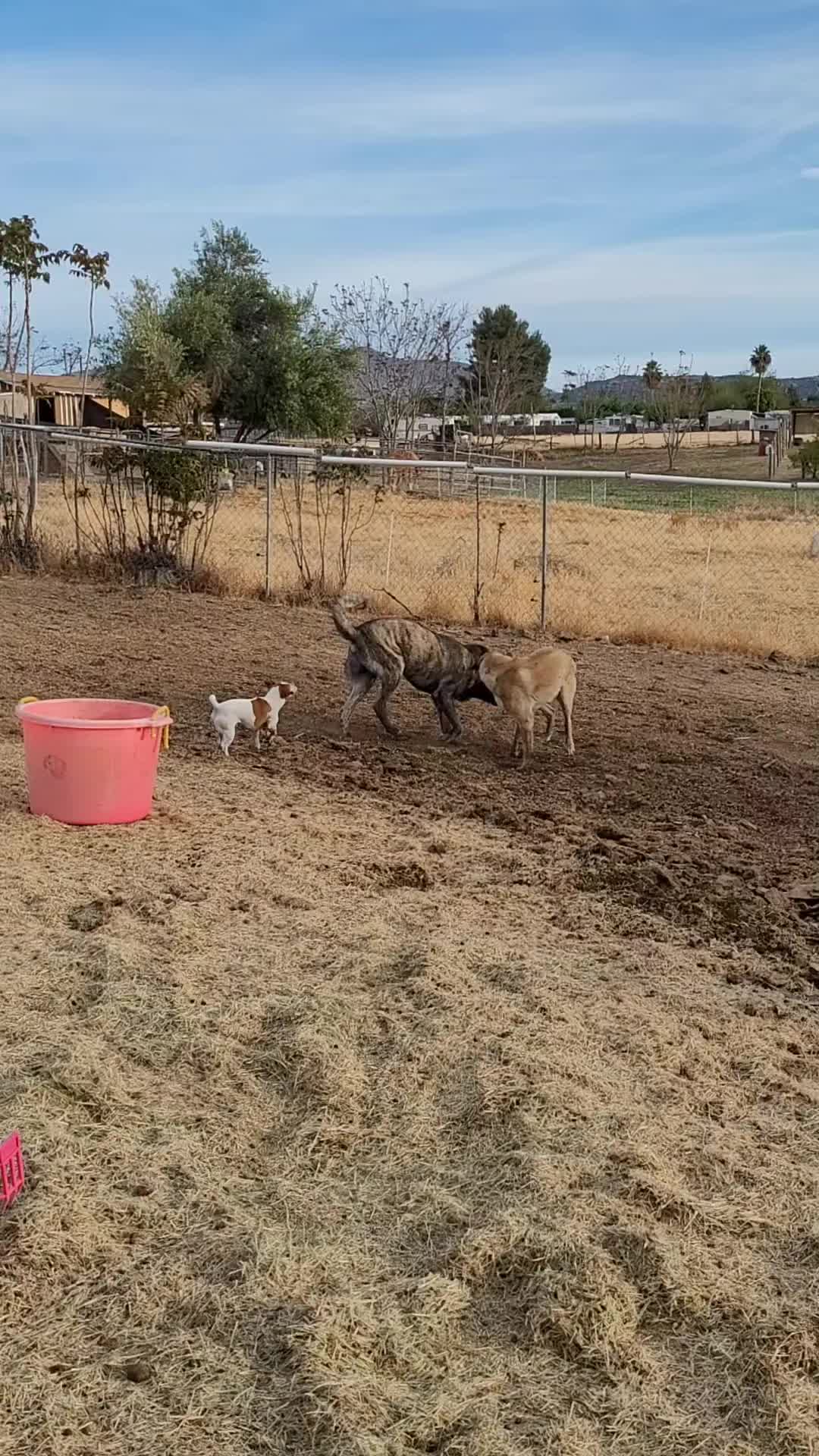 @VioletHorizonsFarm
