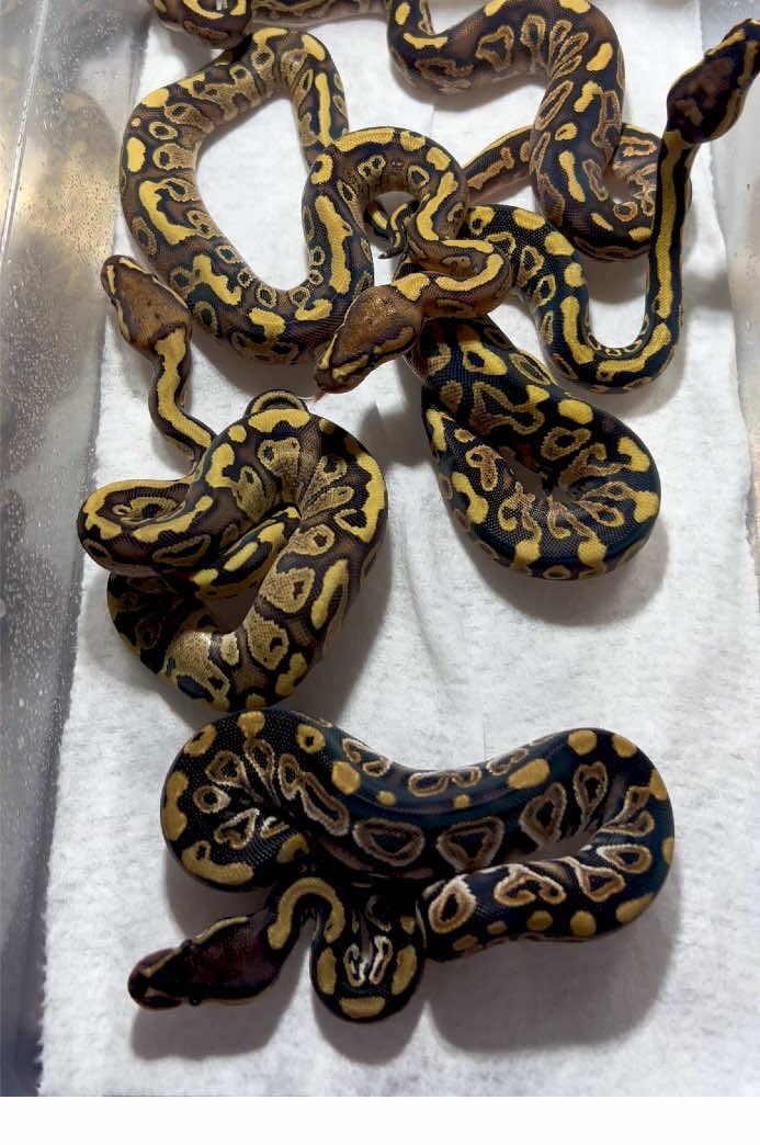 @Elliott Exotics