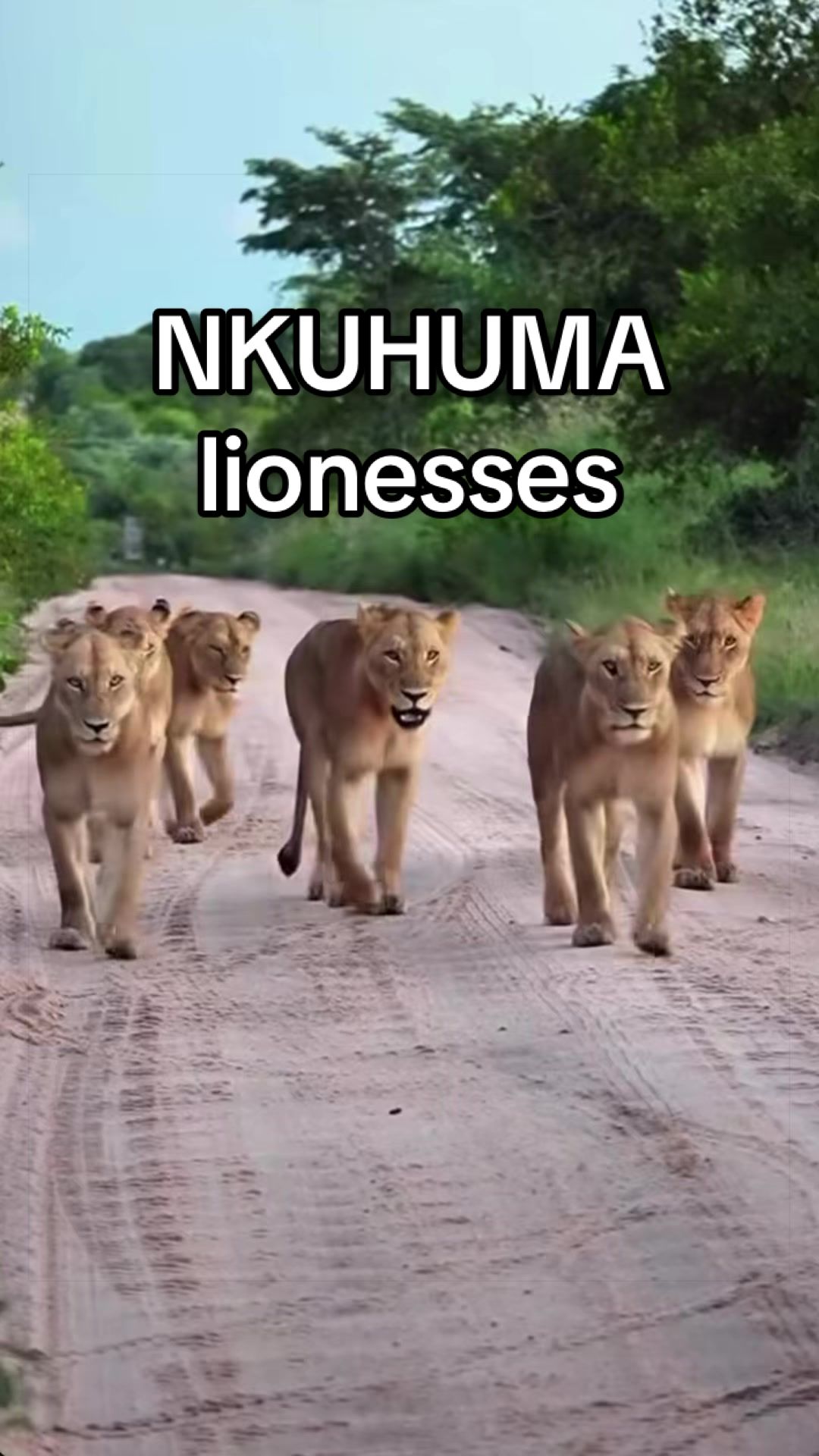 @Nai | LION EXPERT 🌍