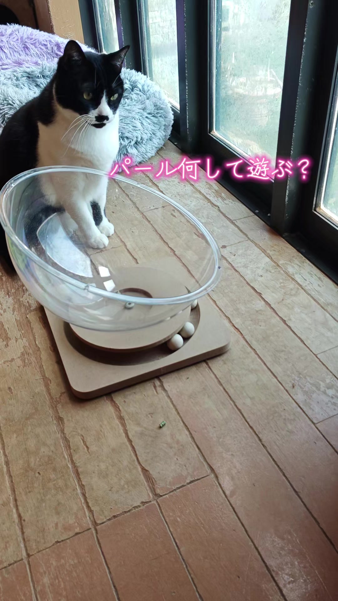 @ANIMAL♡M
