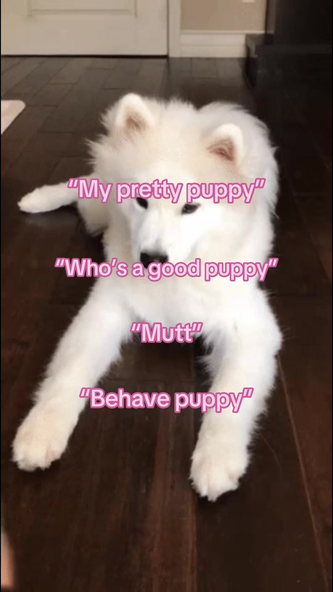 @₊˚⊹ ᰔ puppy cal ˚⋆𐙚｡ 𖦹.ᡣ𐭩˚