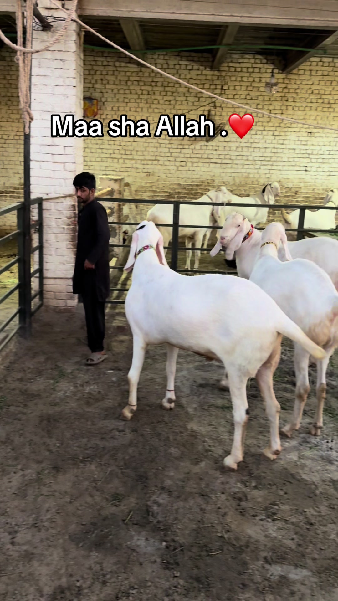 @Buraq waqar