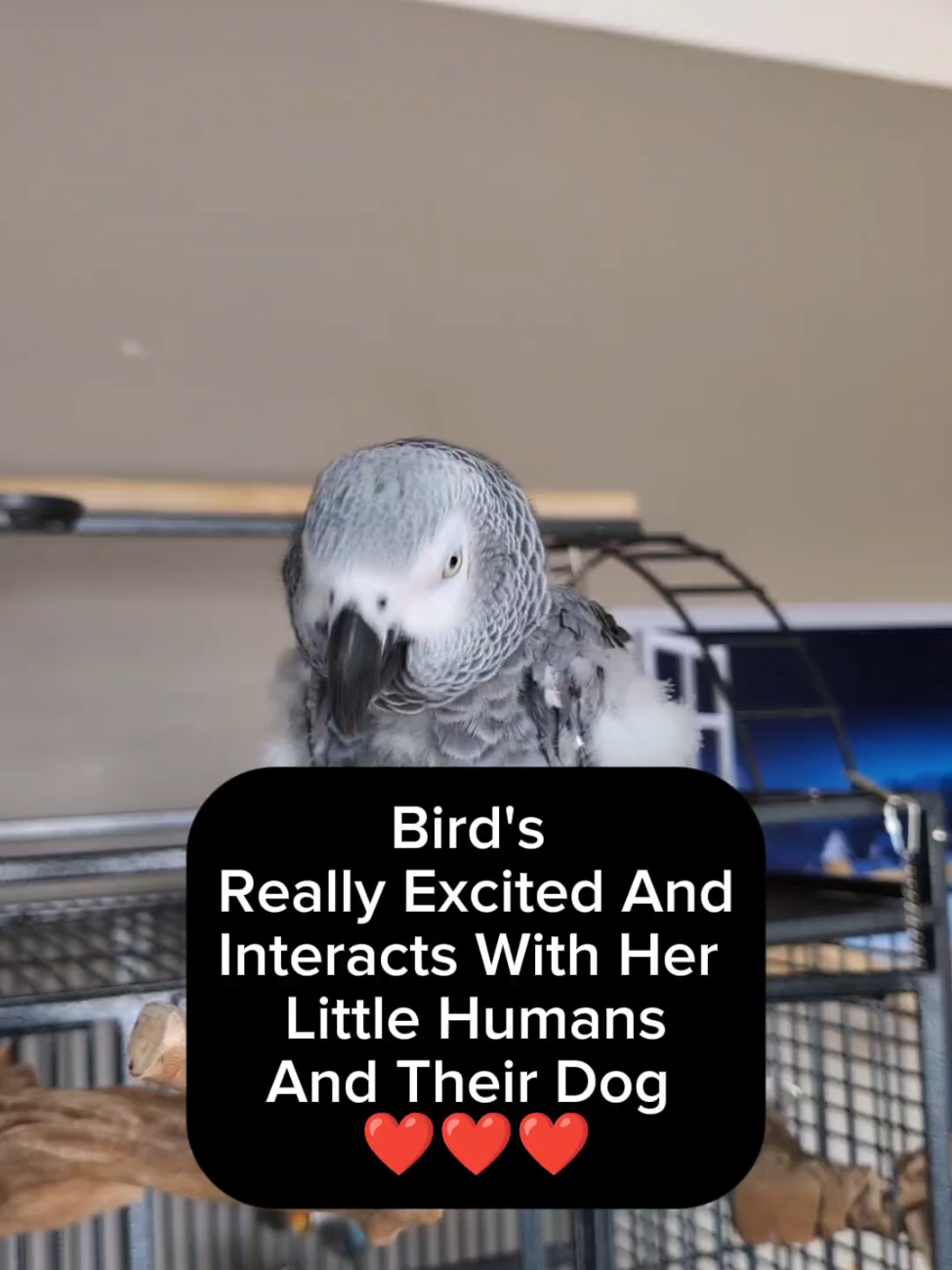 @Cosmothefunnyparrot