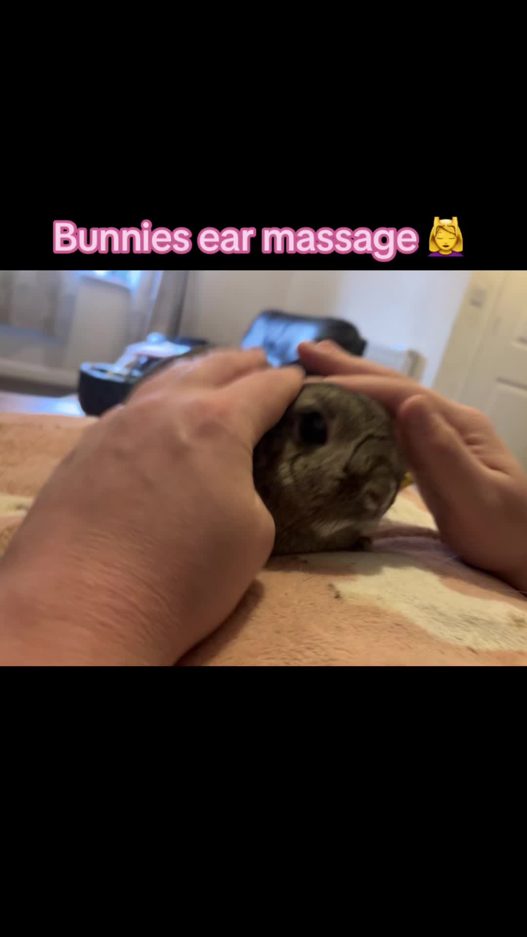 @Olive and Clem 🐰🐰