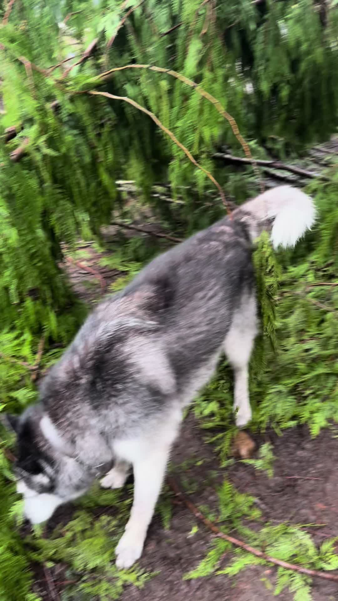 @Derpydogbus