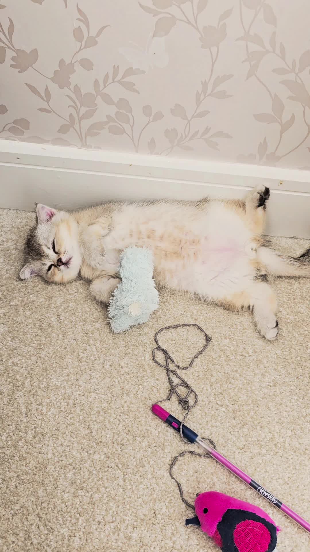 @Cat Chloe & kittens