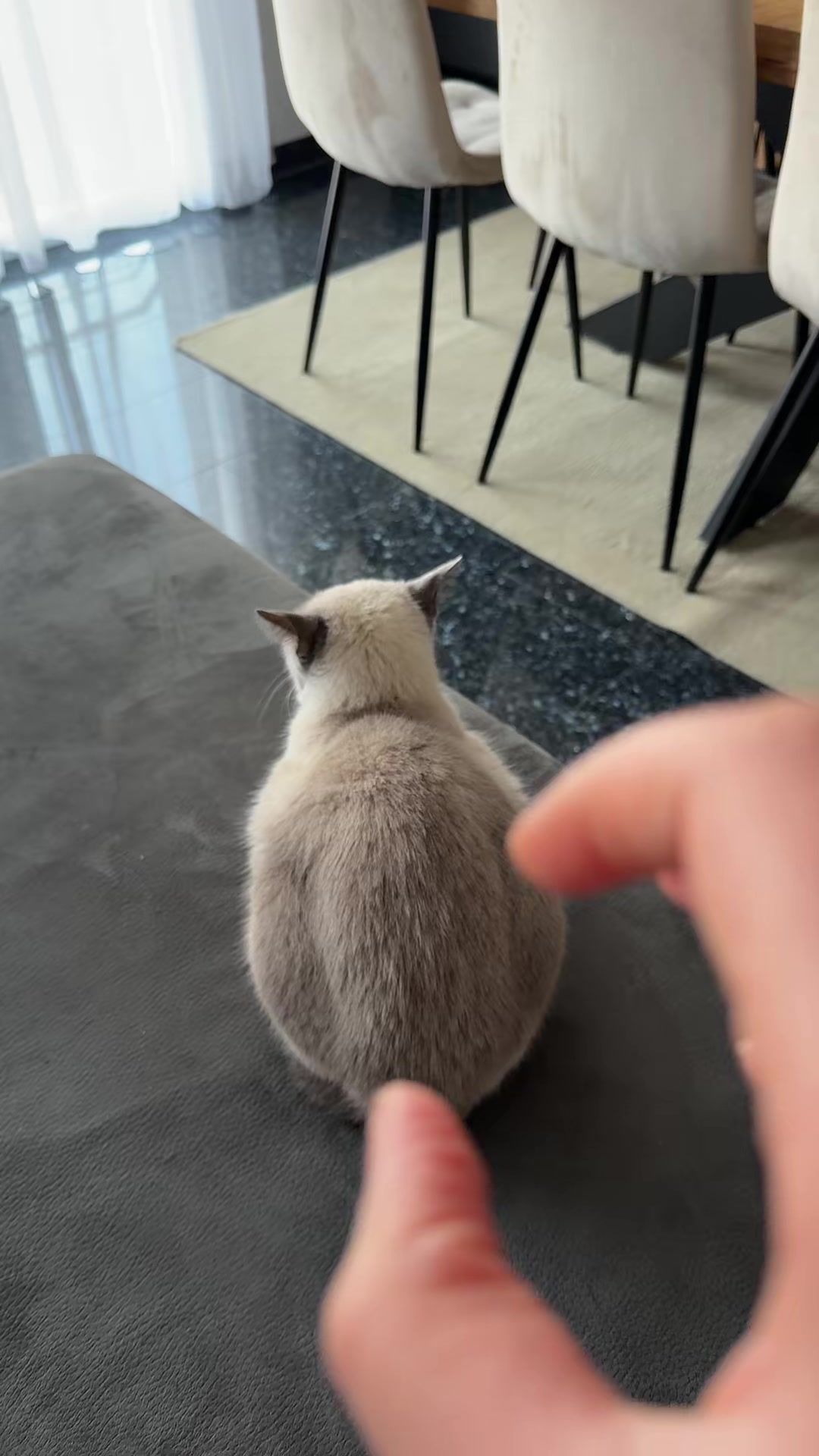 @TugbasCats