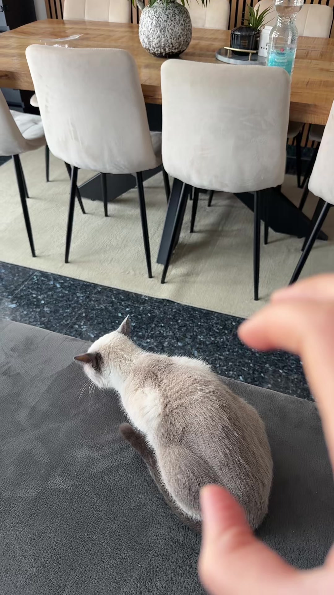 @TugbasCats