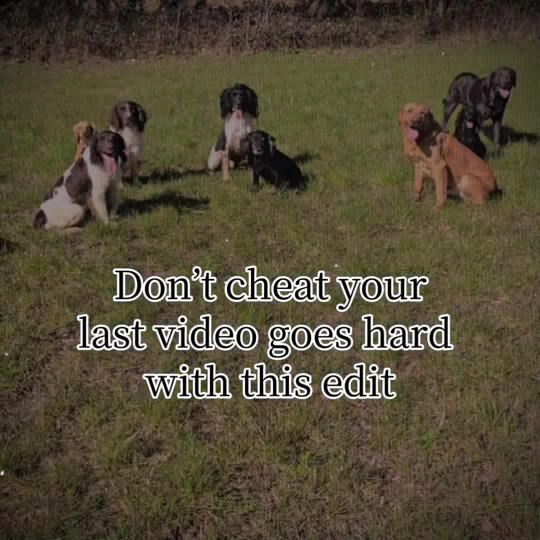 @MillHillGundogs