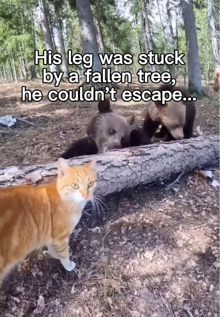 @StoriezTold 🐶