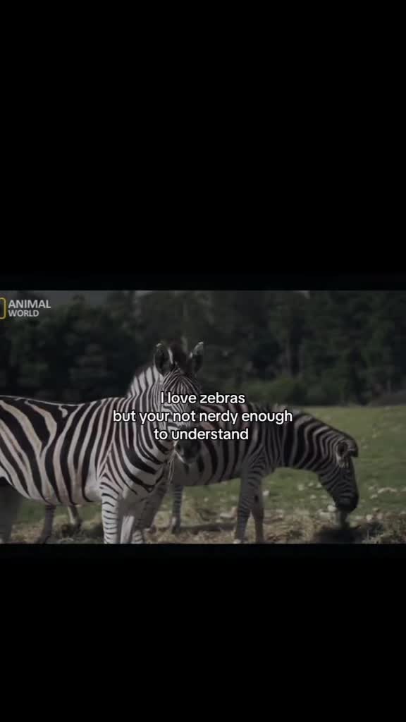 @&bull;🦓🦋&bull;