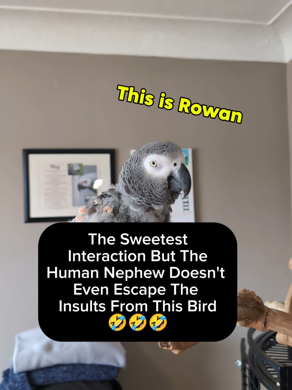 @Cosmothefunnyparrot