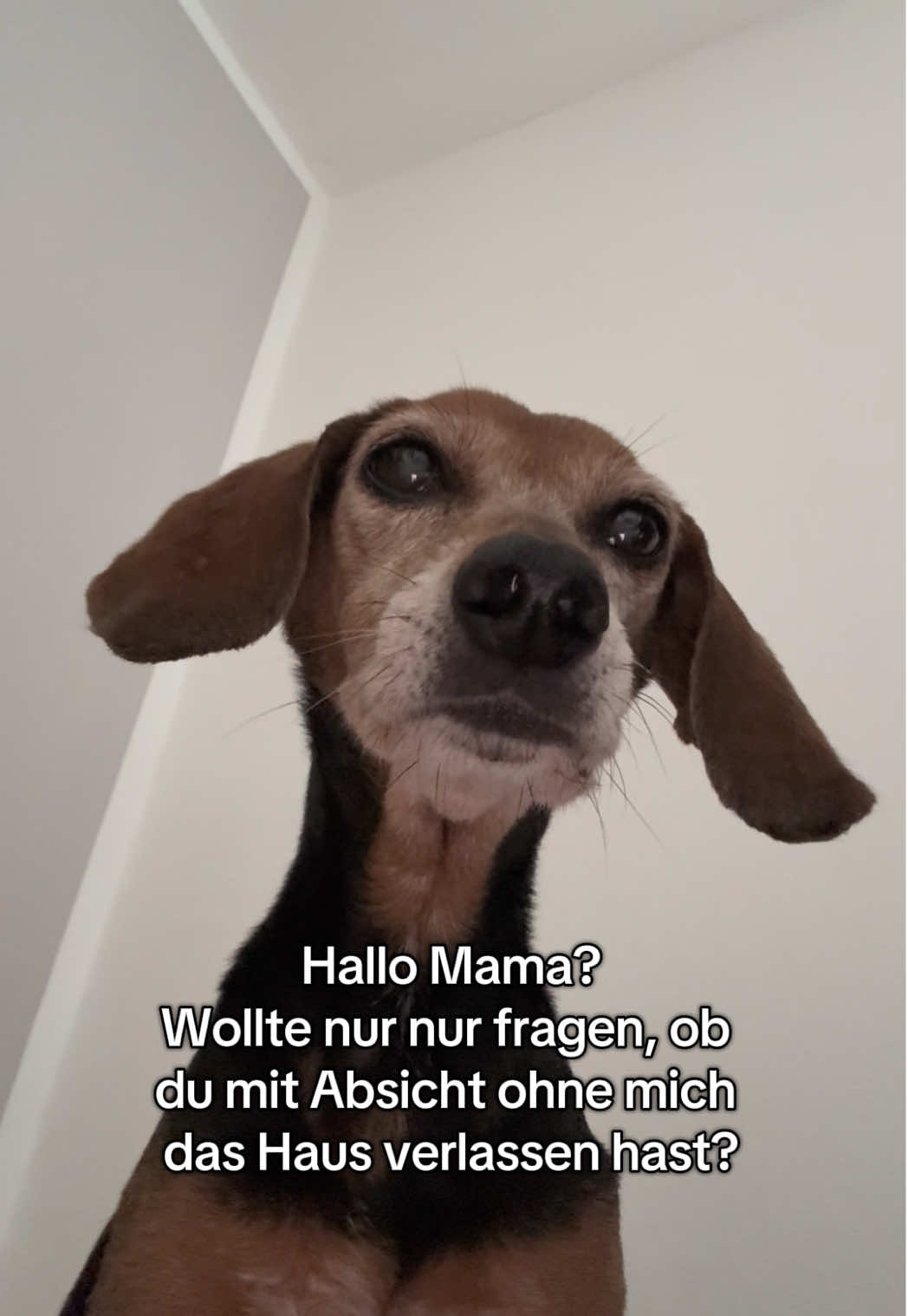 @Hundeurlaub.de