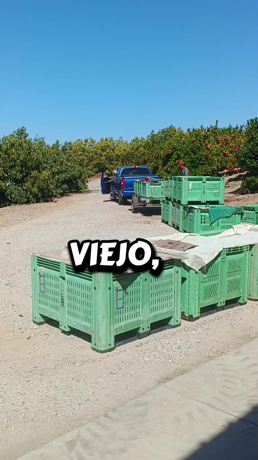 @los puntocios 🥑🍋🍊🤙🤙