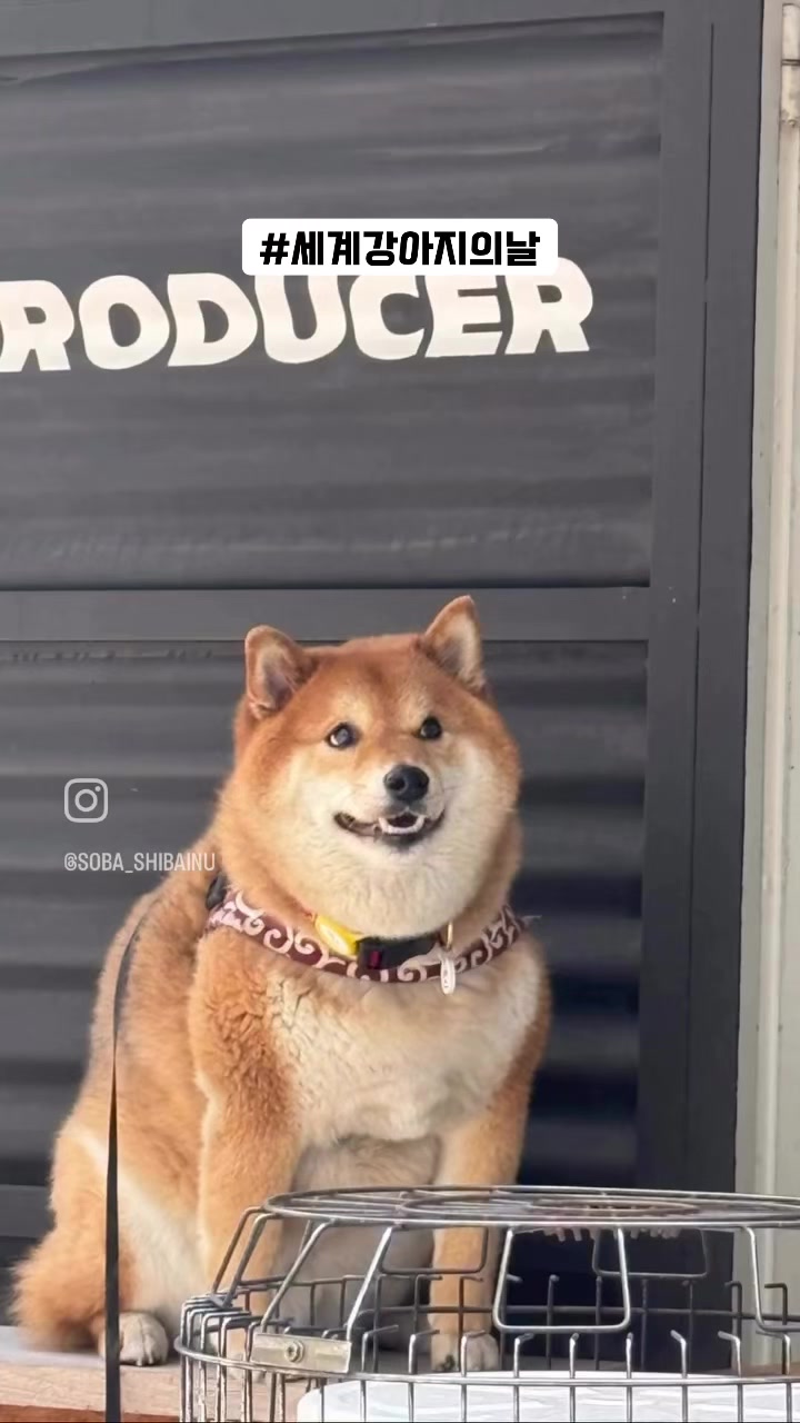 @틱톡하는시바🐕